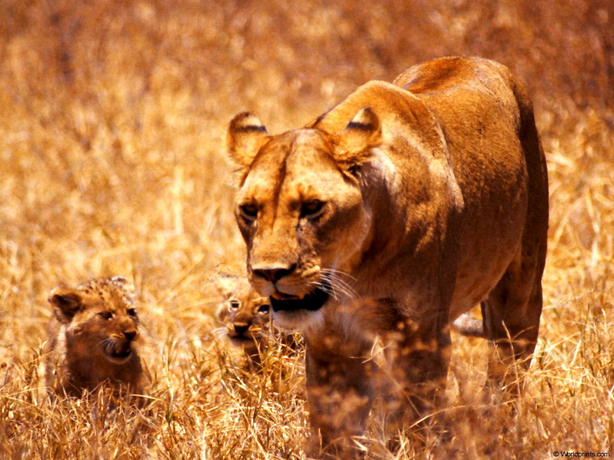 Leeuw staande op droog grasveld : bureaubladafbeelding