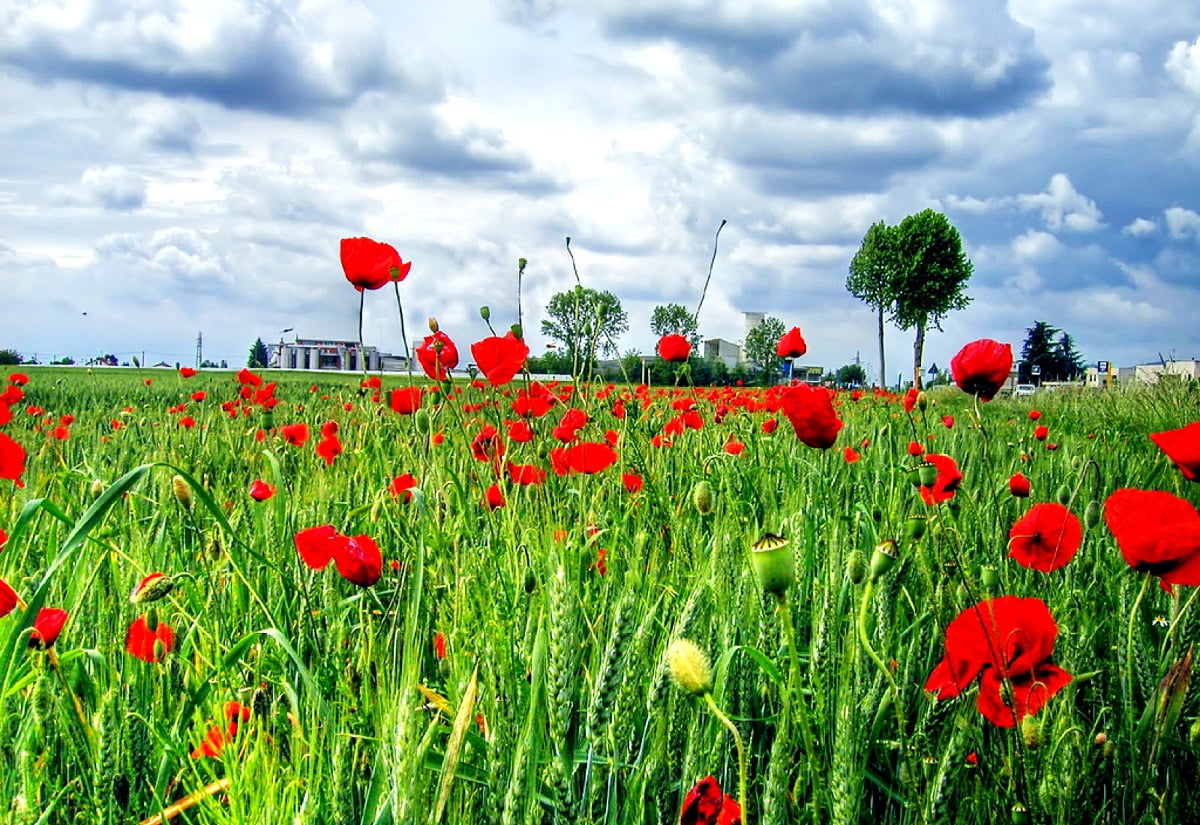 Rode bloem in veld : bureaubladafbeelding