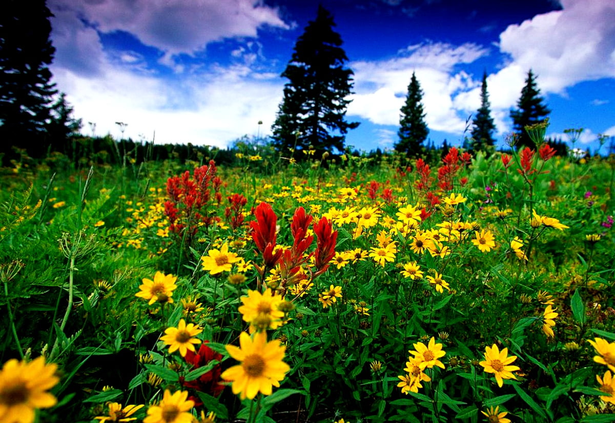 Gele bloem in veld — gratis bureaublad achtergrond 1600x1100