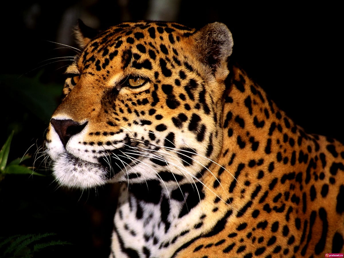 achtergrond-iphone-8-wildlife-jaguar-dieren-download-top-achtergronden