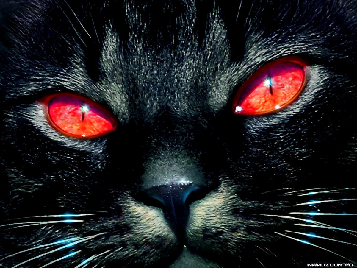 Achtergrond - zwarte kat met gele ogen