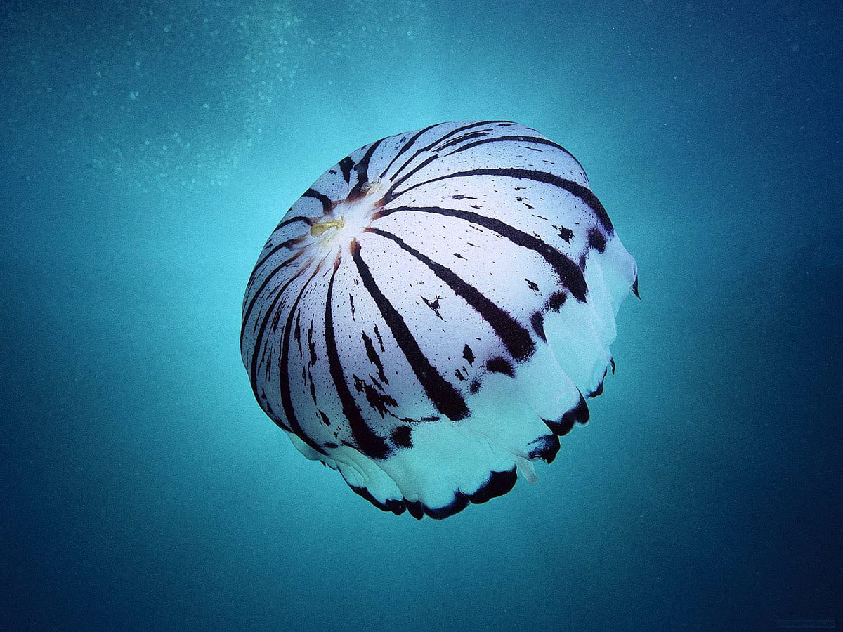 Zee, dieren, onderwater-, aquarium, aarde — bureaublad achtergrond