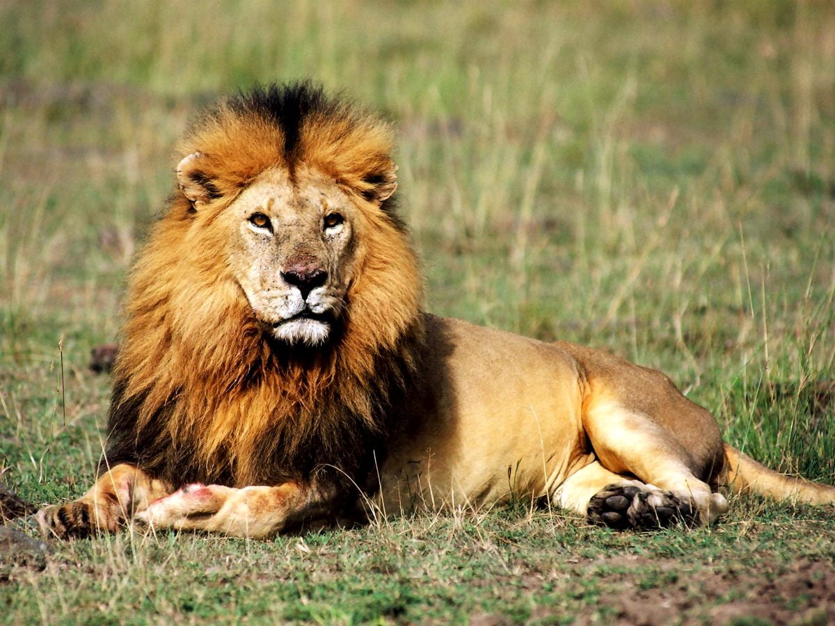 Beste Achtergrond Afbeelding Wildlife Leeuw Dieren Gratis Wallpapers