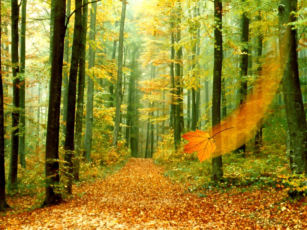 110 Bureaublad Achtergronden Oudgroeiend Bos Gratis Wallpapers
