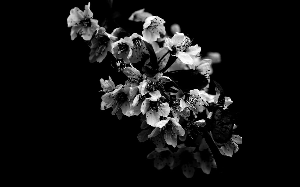 Grafische kunst, zwart-witte, zwarte, Stilleven, witte : afbeelding voor achtergrond (1600x1000)