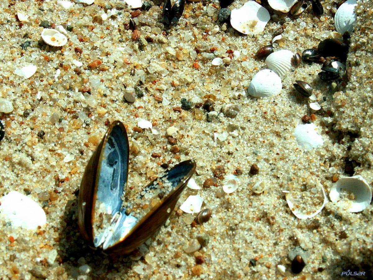 Shell, zand, onderwater-, rif, dieren : afbeelding voor achtergrond (1600x1200)