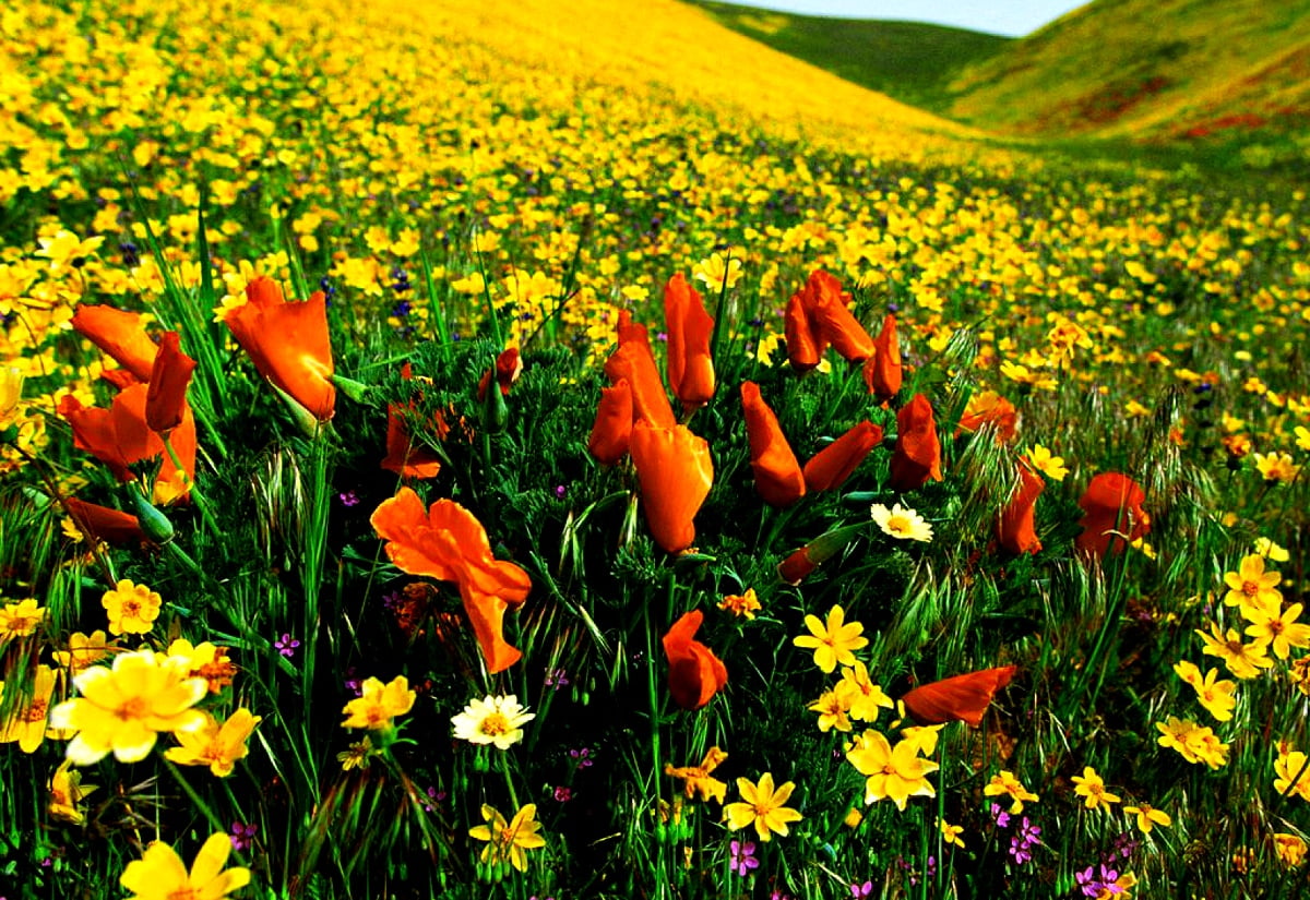 Bureaublad achtergrond — gele bloem voor berg 1600x1100
