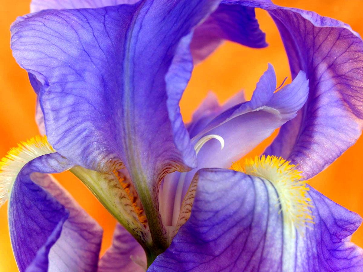 2000+ HD achtergronden Bloemen 🔥 Gratis afbeeldingen
