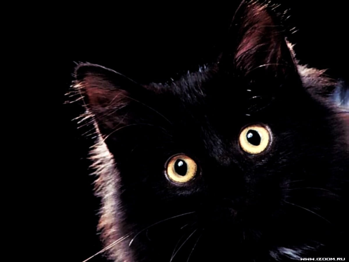 Katten, zwarte kat, zwarte, dieren, huiskat : achtergrond