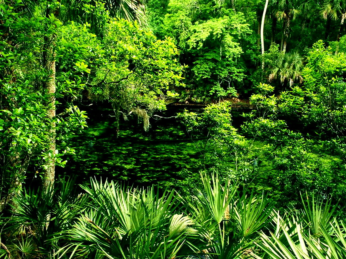 Groene plant in het bos / HD bureaublad achtergrond
