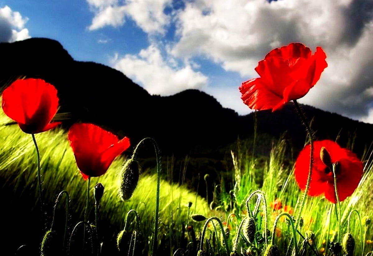 Rode bloem in veld - HD desktop achtergrond