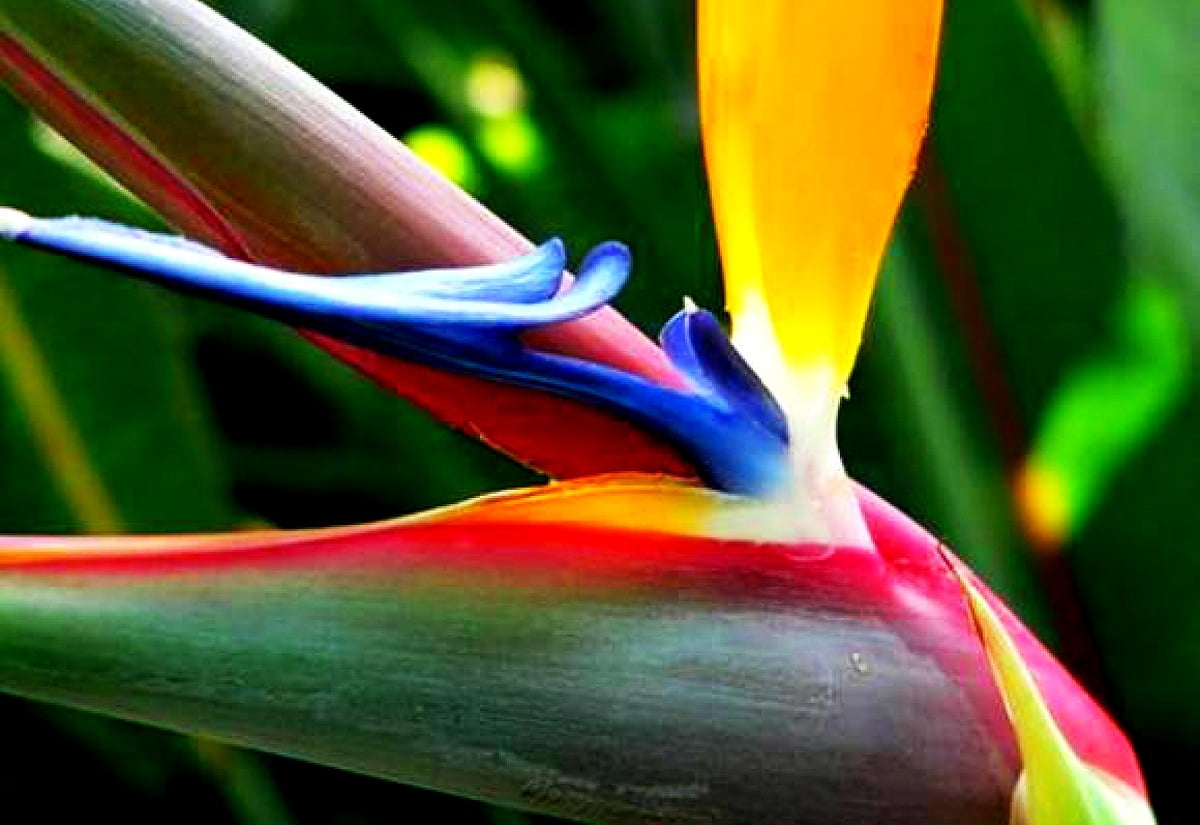 Bureaublad achtergrond Strelitzia, Paradijsvogel, Vogel | Download