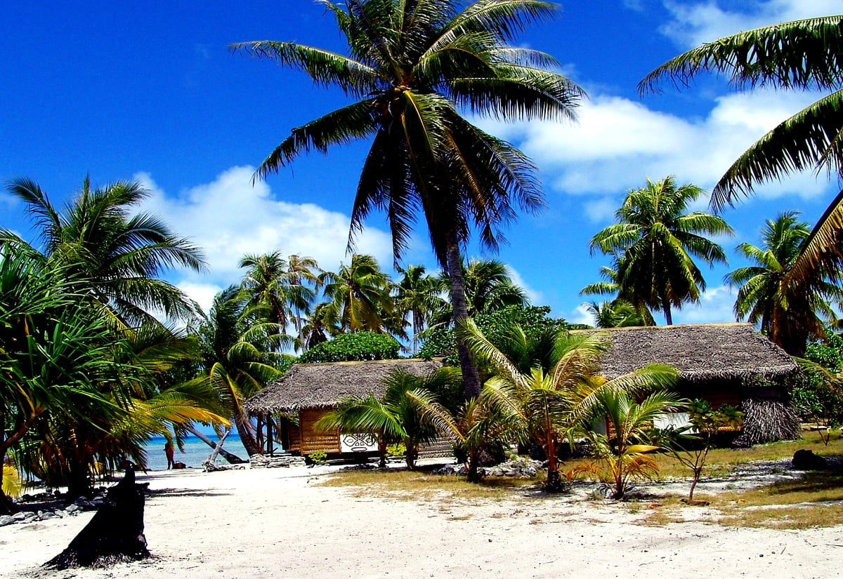 Gratis bureaublad achtergrond / strand met palmboom