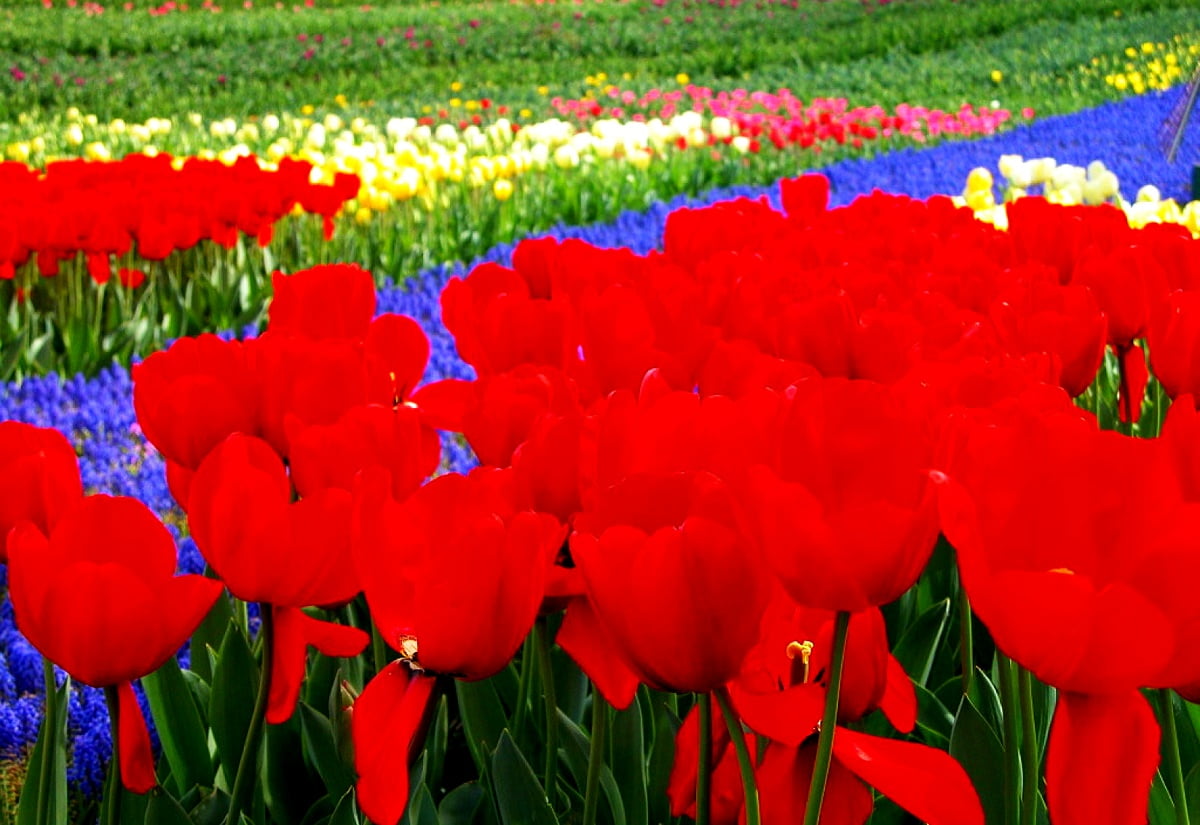 Kleurrijke bloem op plant — HD achtergrond 1600x1100