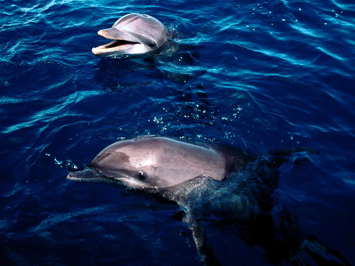 Dolfijn zwemmen in plas water / gratis bureaublad achtergrond