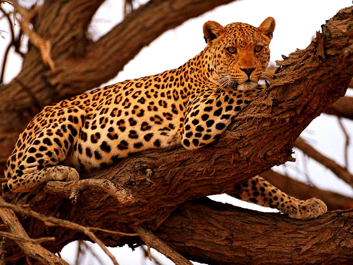 Mooie Wallpaper Luipaard Wildlife Dieren Download Gratis Foto s mooie-wallpaper-luipaard-wildlife-dieren-download-gratis-foto-s