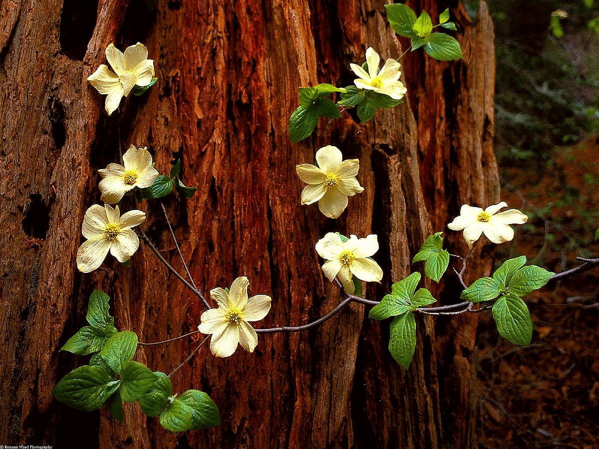 Achtergrond — HDR-foto's, bloemen, flora, bloemblad, houten