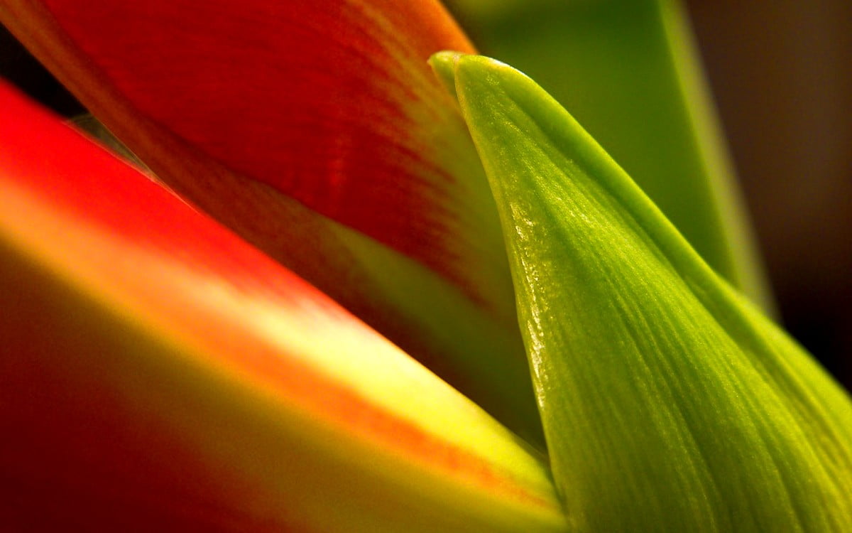 Macro bloem, groene, bloemen, rode, bloemblad : gratis desktop achtergrond 1600x1000