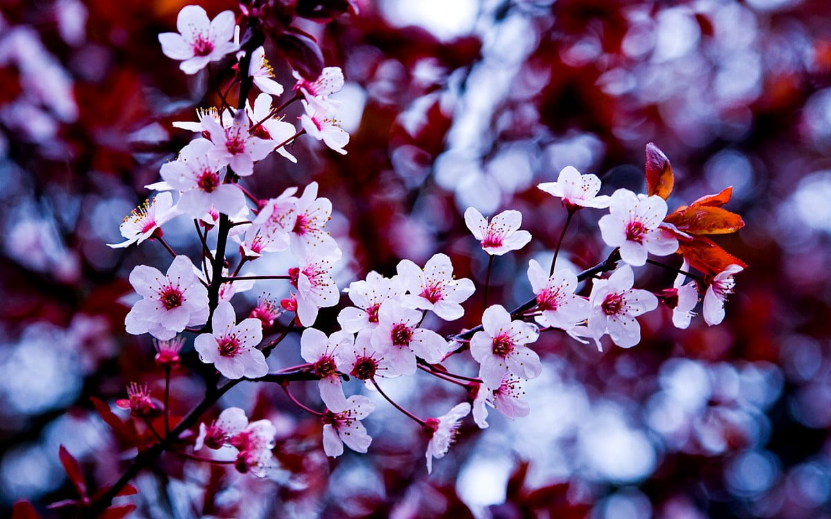 Bloemen, macro bloem, bloesem, voorjaar, bloemblad : afbeelding voor achtergrond (1600x1000)