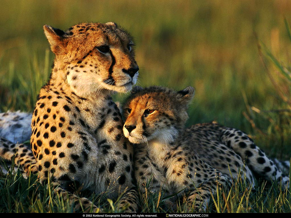 Cheetah zittend in veld - achtergrond