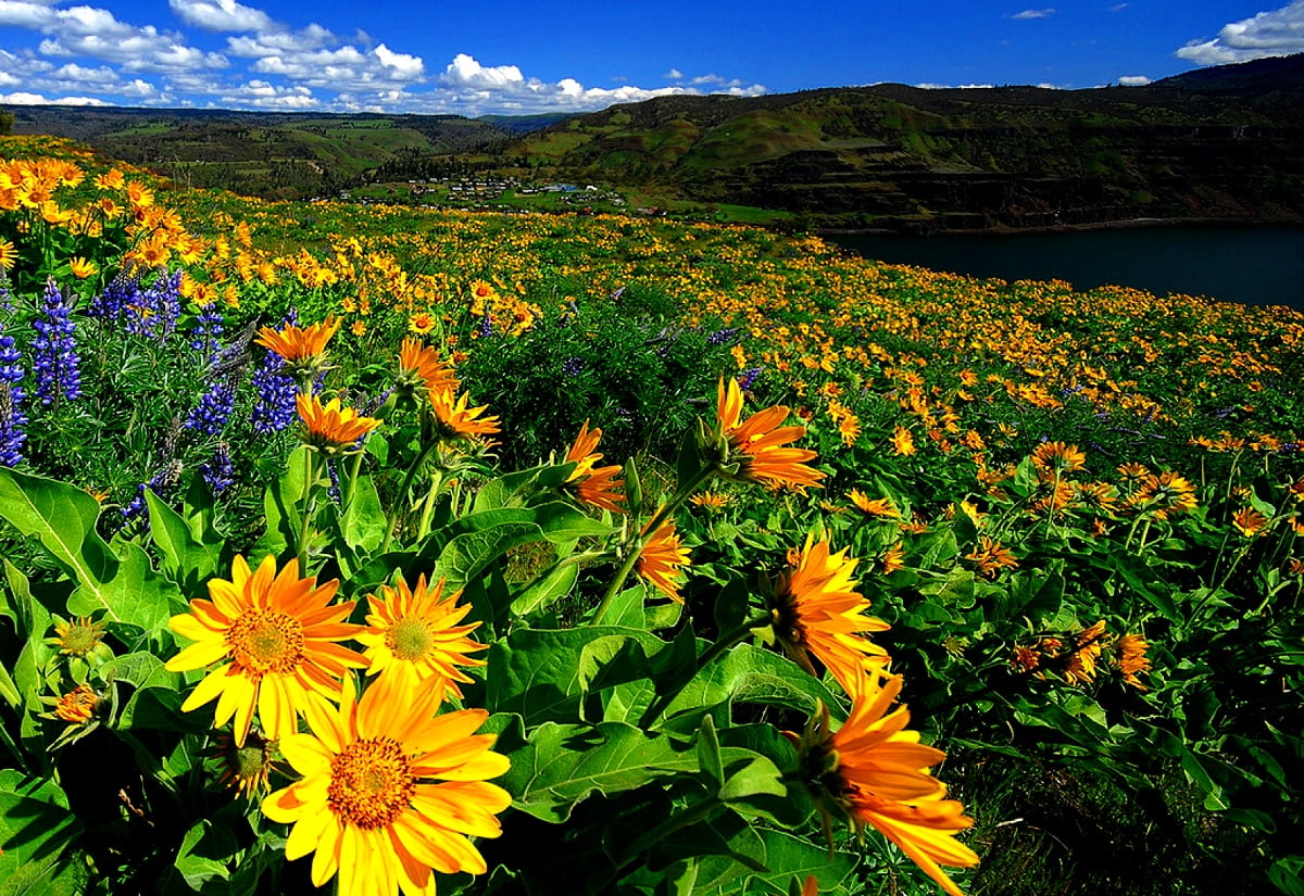 Gele bloem - gratis HD achtergrond
