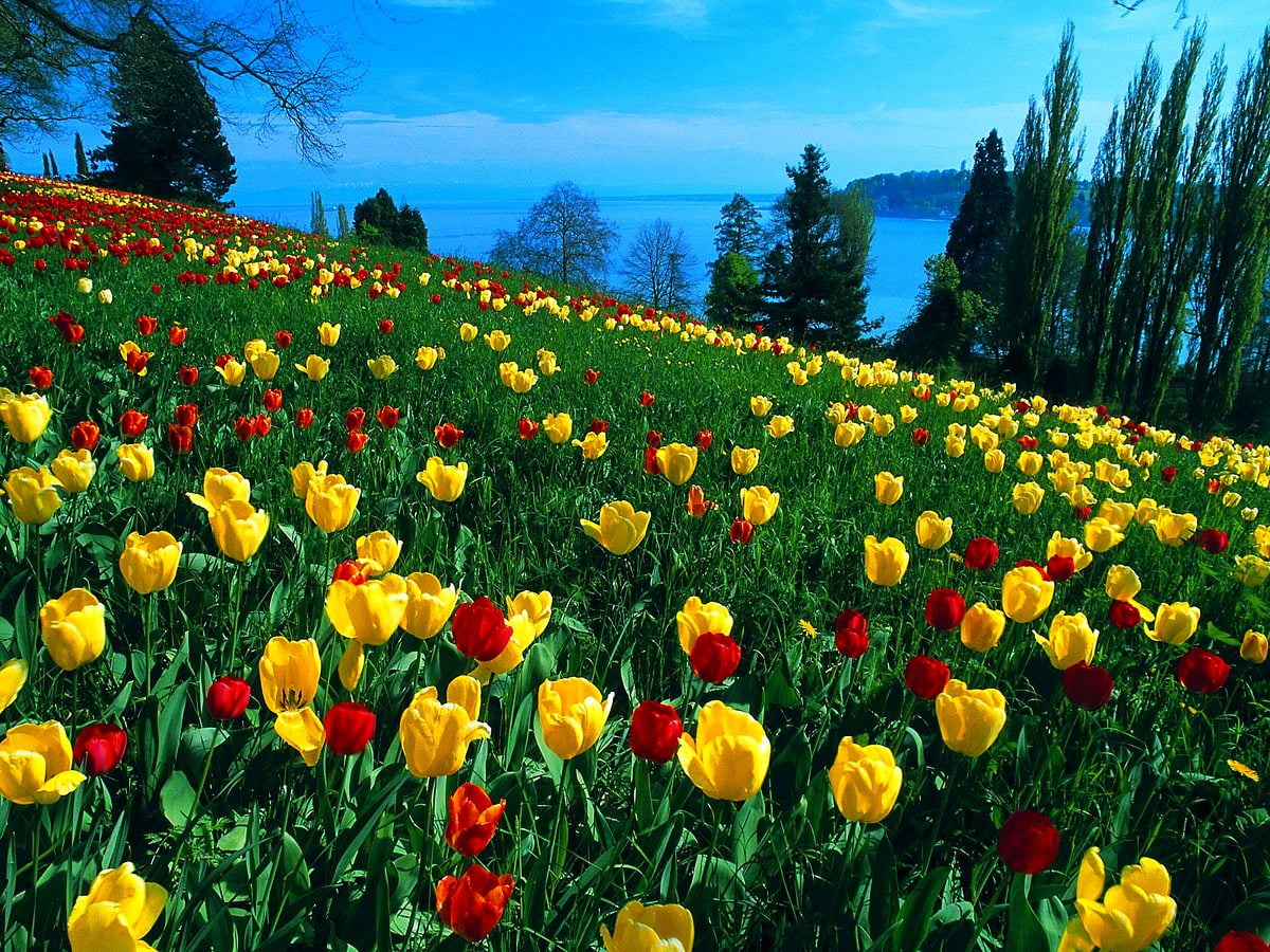 Kleurrijke bloemen in veld :
