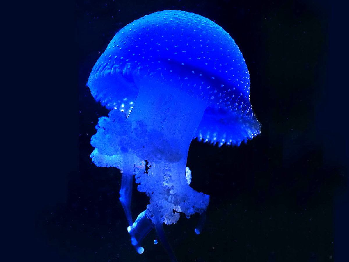 Kwallen, blauwe, dieren, rif, aquarium : afbeelding voor achtergrond 1600x1200