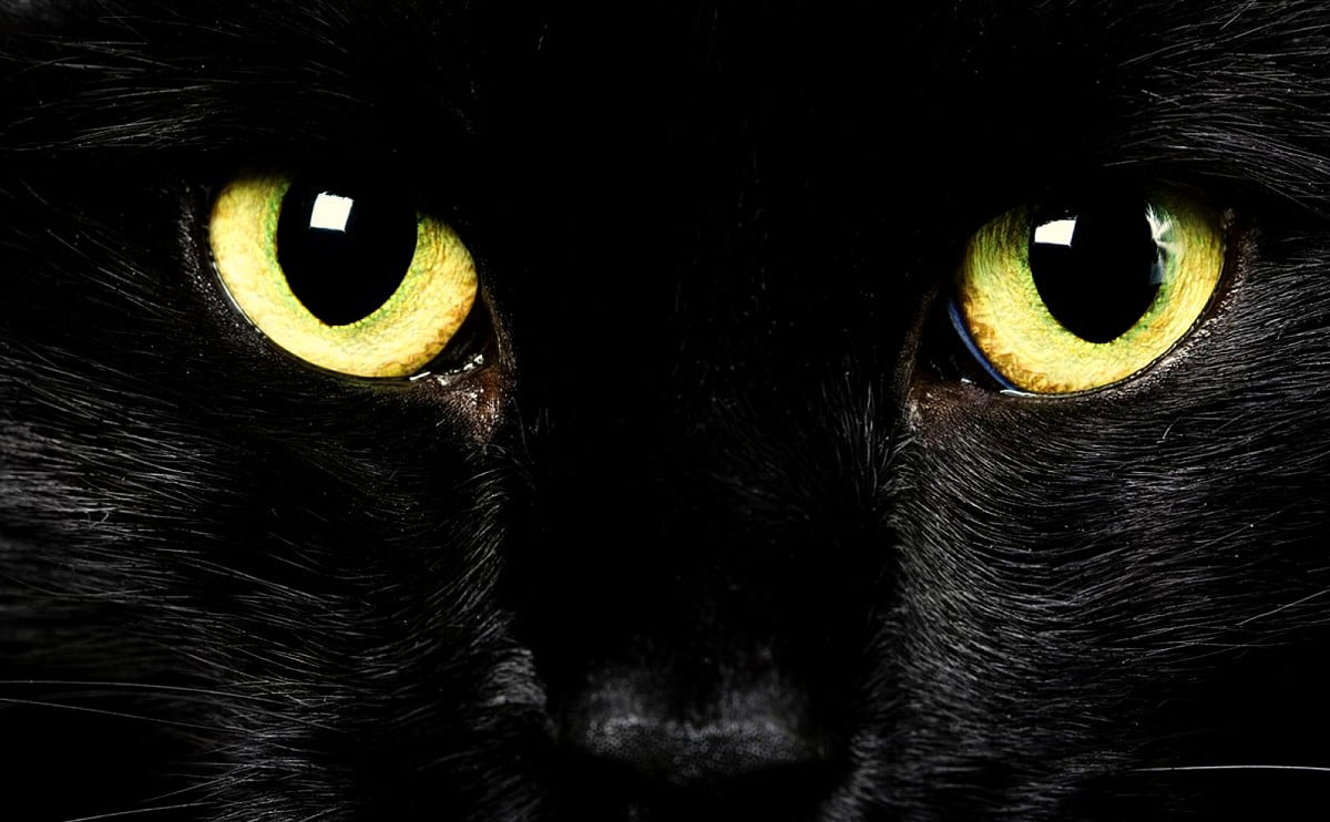 Zwarte kat met gele ogen — afbeelding voor achtergrond