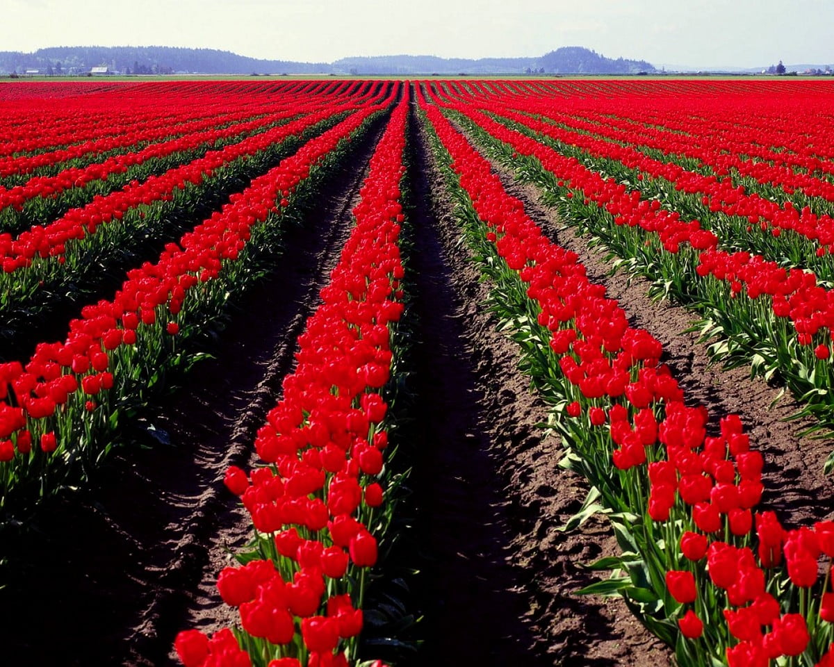 Rode bloem in veld / gratis achtergrond 1500x1200