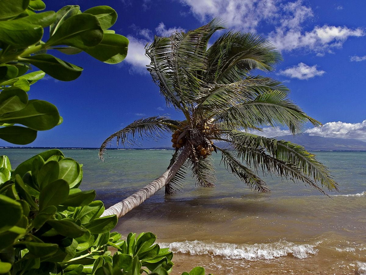 Palmboom op het strand in de buurt van de oceaan (Hawaï) / gratis bureaublad achtergrond