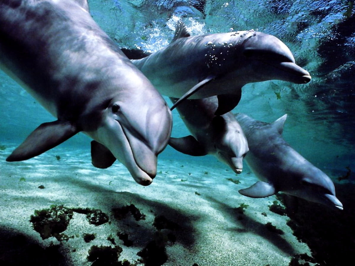 Dolfijn springen uit het water - bureaublad achtergrond 1600x1200