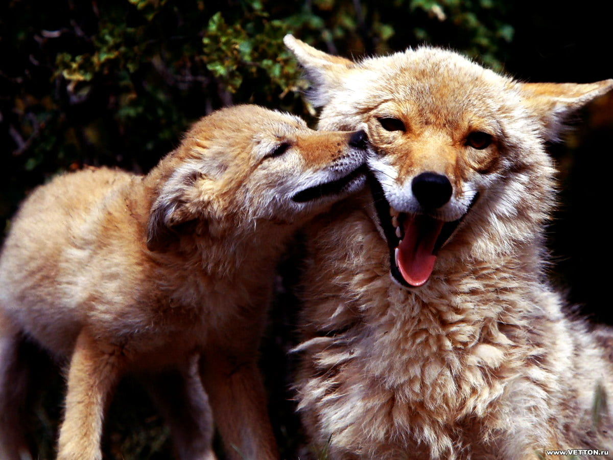 Vos, dieren, emoties, Wildlife - HD desktop achtergrond