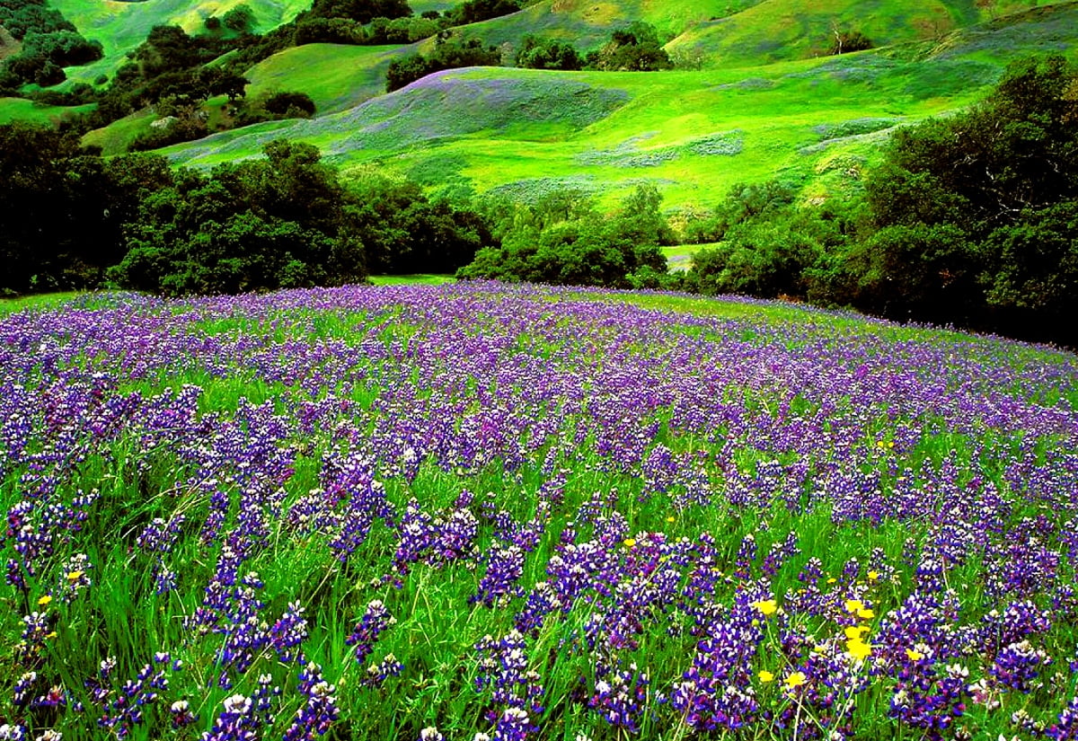 Bureaublad achtergrond / grote paarse bloem midden in veld