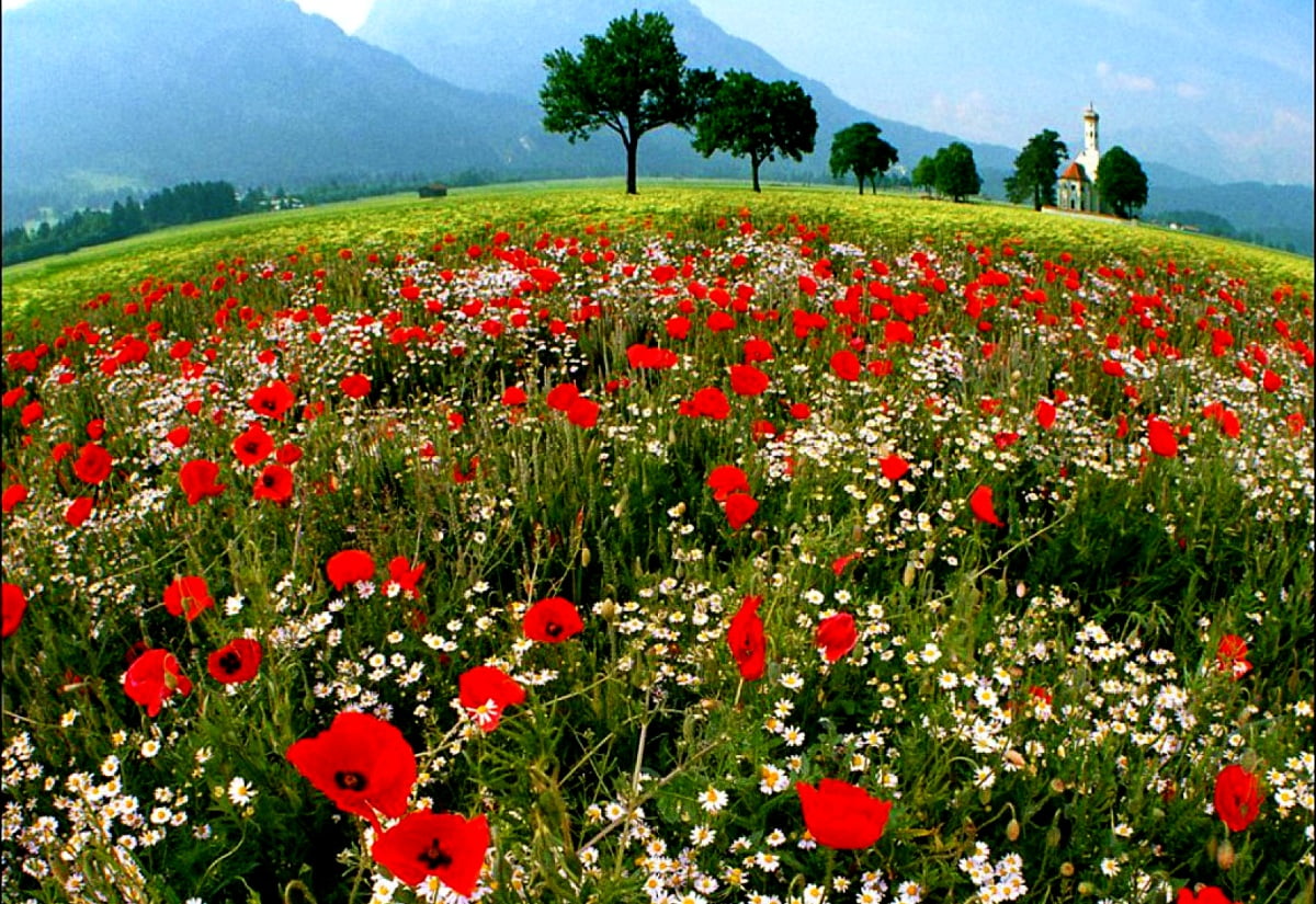Rode bloem in veld - achtergrond (1600x1100)