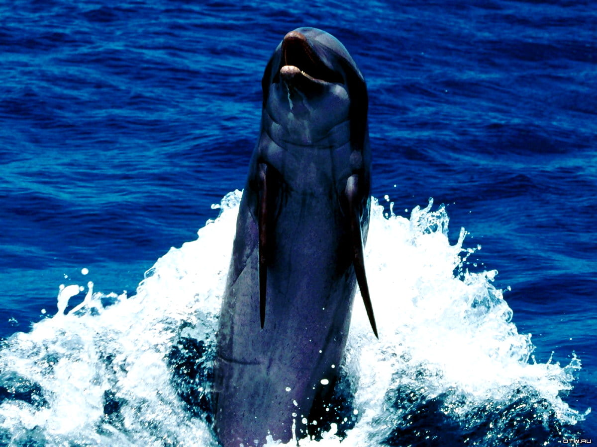 Dolfijn springen uit het water - bureaublad achtergrond (1600x1200)