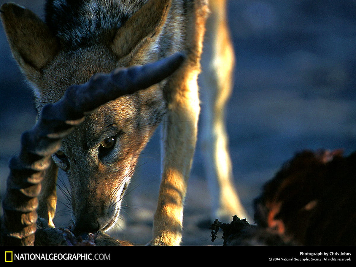 Wildlife, National Geographic, Nat Geo, natuur, dieren / gratis HD achtergronden (1024x768)
