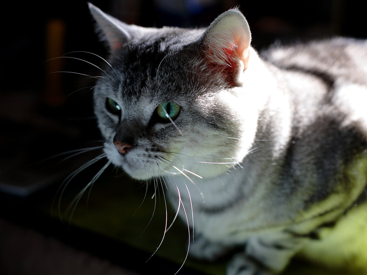 Achtergrond - grijze kat met groene ogen