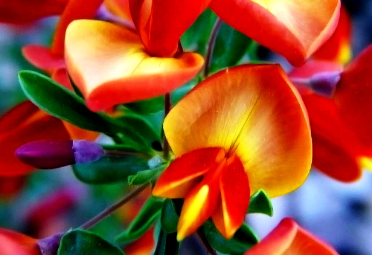 Bloemen, bloesem, bloemblad, oranje, flora - HD desktop achtergrond