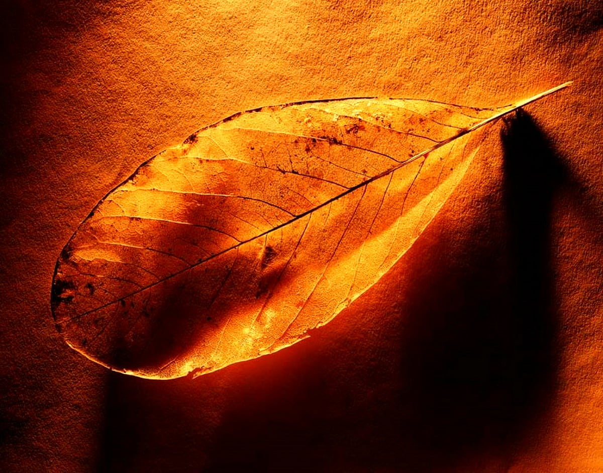 Afbeelding voor achtergrond Stilleven, Oranje, Herfst 🔥 Gratis TOP