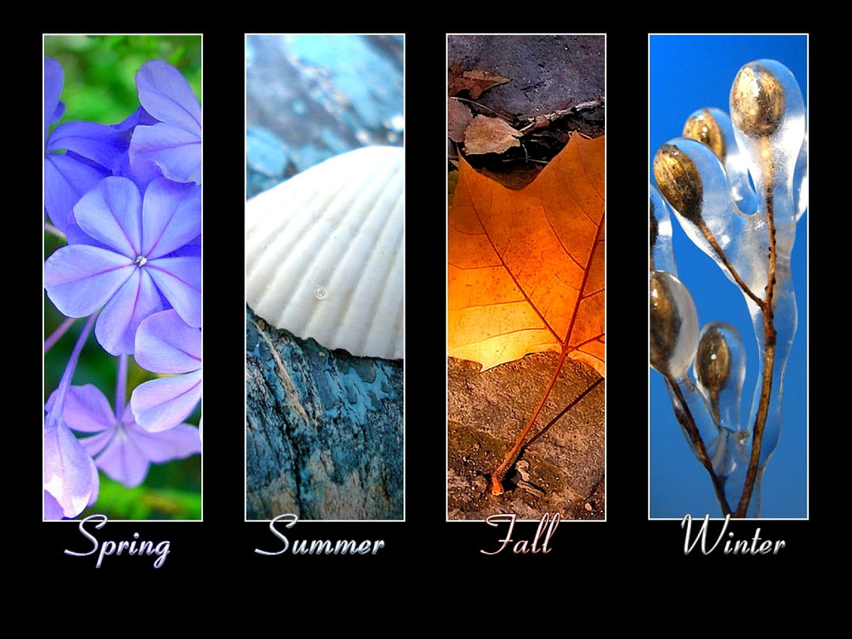 Verbluffende foto's, natuur, vlinder, moderne kunst, Wildflower - gratis achtergrond afbeeldingen 1600x1200