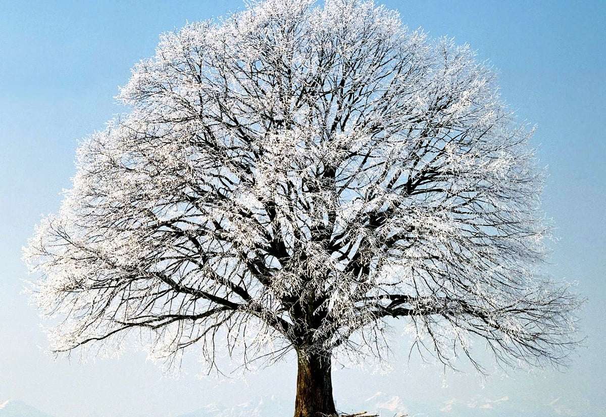 Winter, vorst, sneeuw, natuur — gratis achtergrond (1600x1100)