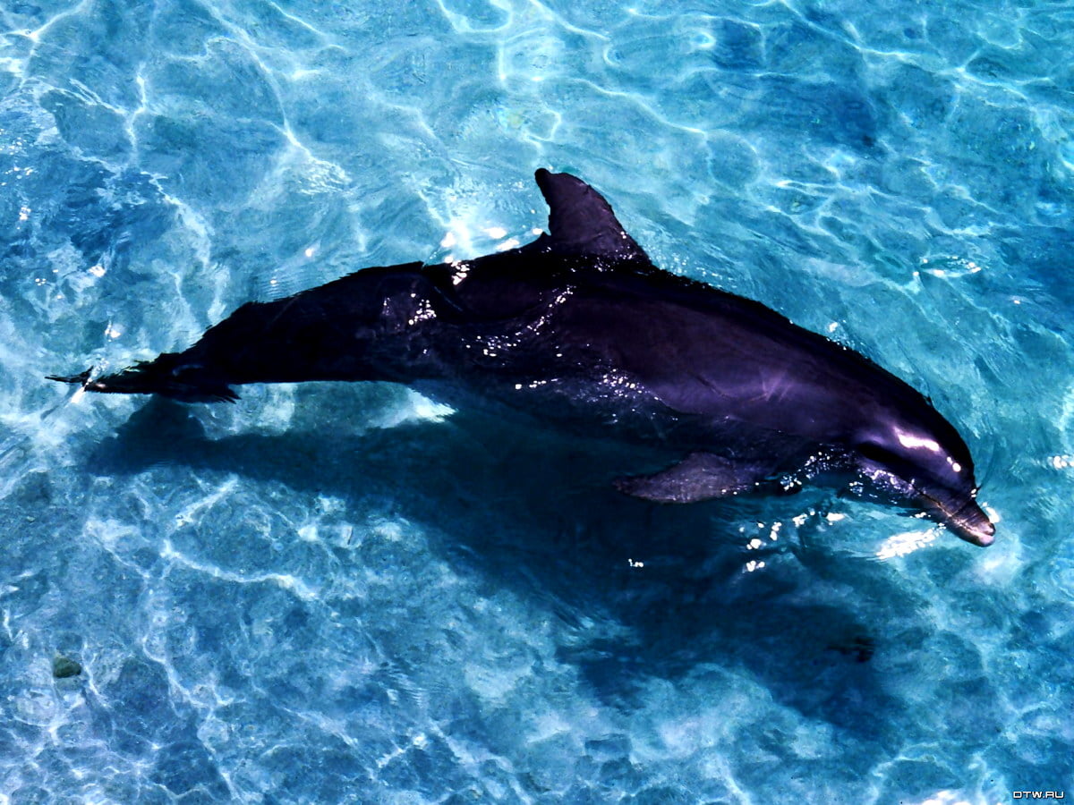 Gratis achtergrond HD : dolfijn zwemmen in water