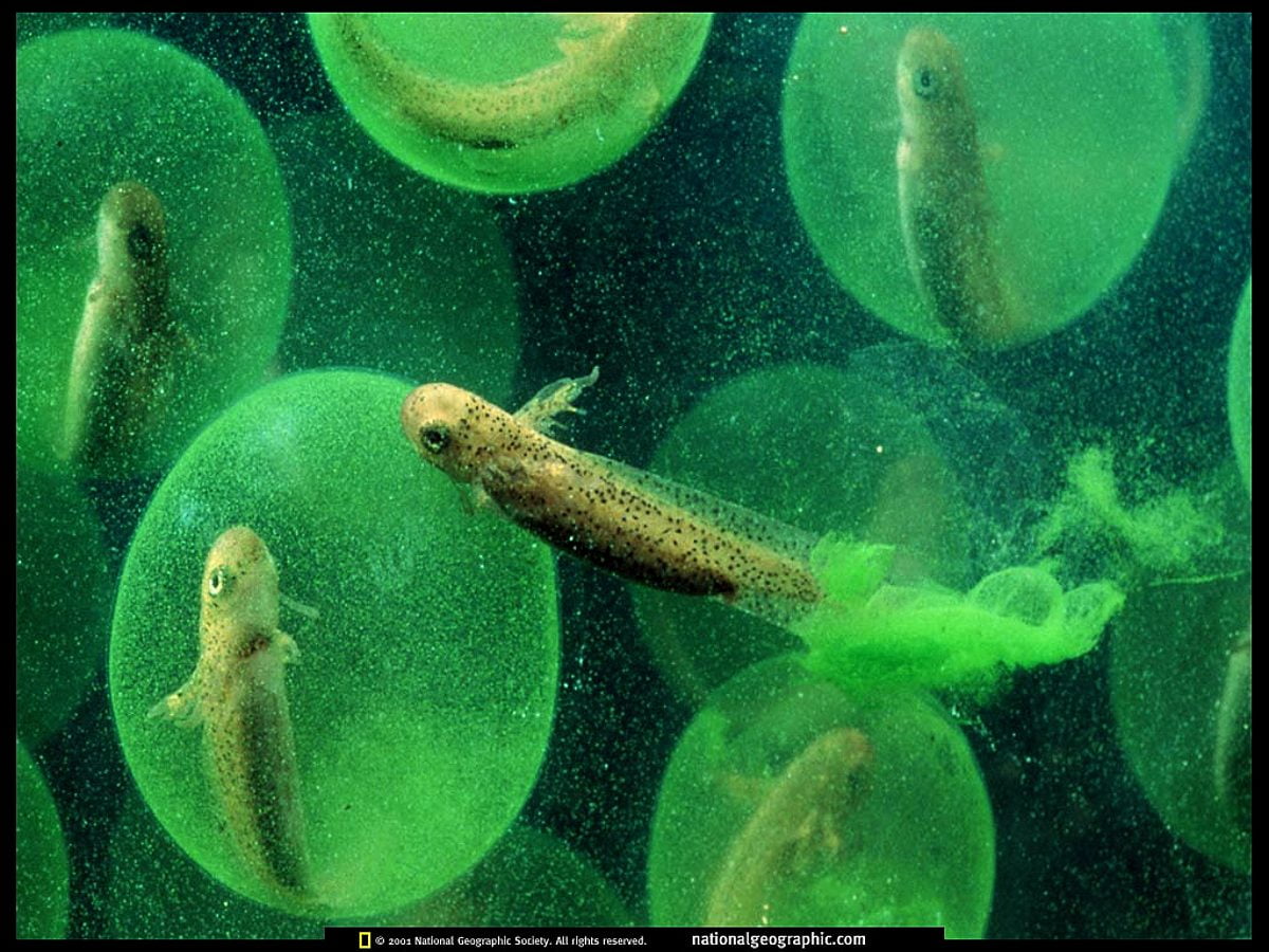 National Geographic, Nat Geo, onderwaterwereld, groene, aquarium / desktop achtergrond