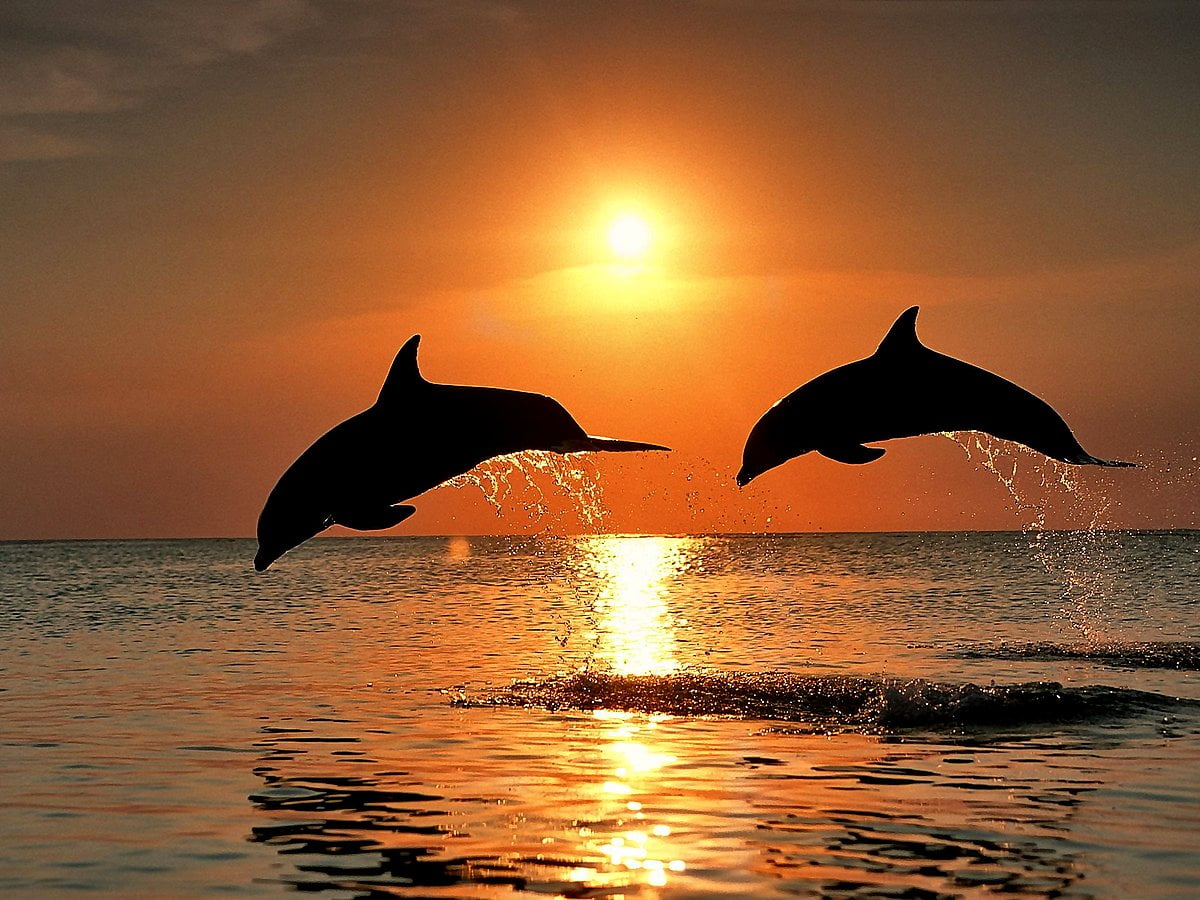 Dolfijn springen uit het water - gratis HD achtergrond