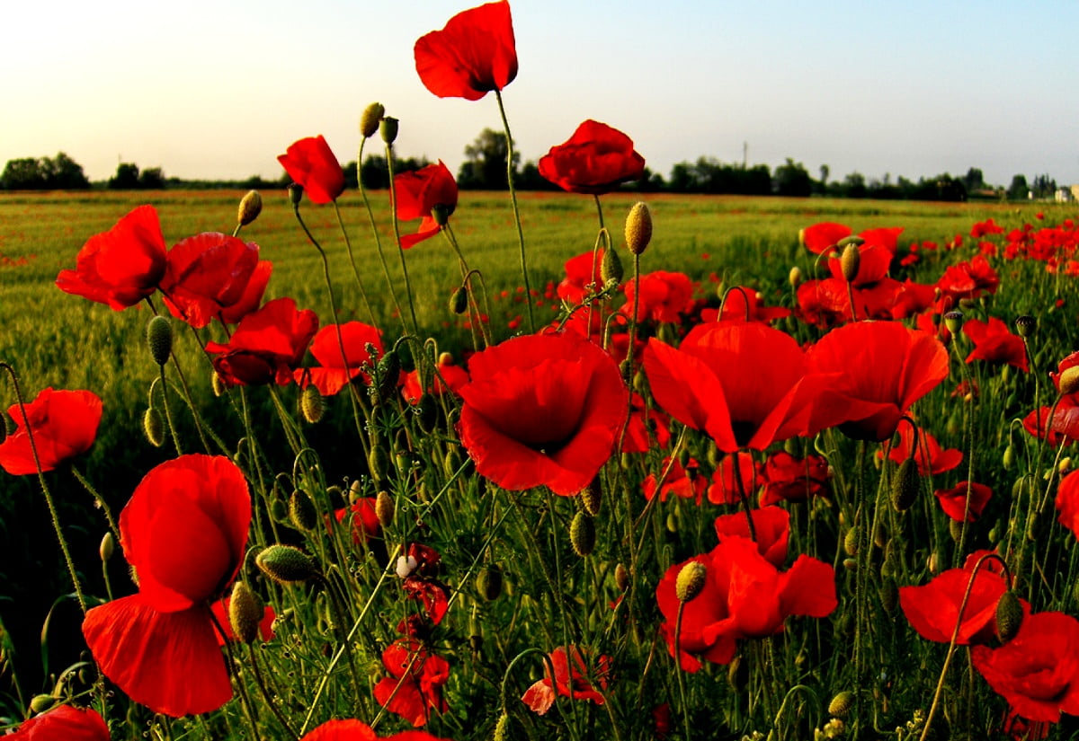 Afbeelding voor achtergrond : rode bloem in veld (1600x1100)