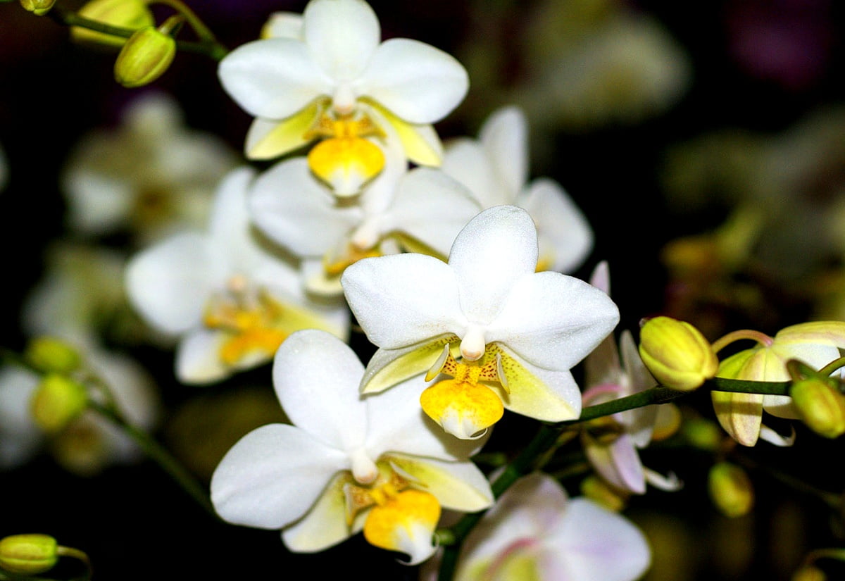 Bureaublad achtergrond — bloemen, orchidee, witte, bloemblad, mot orchidee 1600x1100