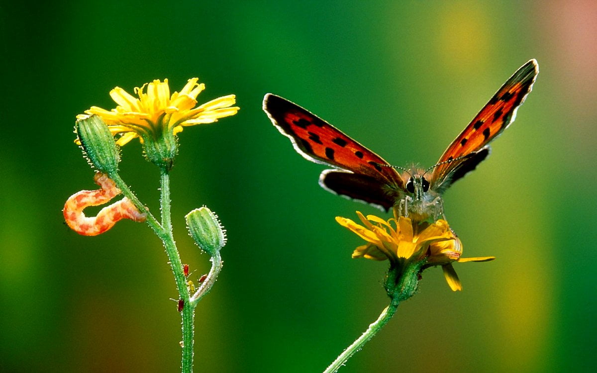 Insecten, vlinder, natuur, macro, bloemen