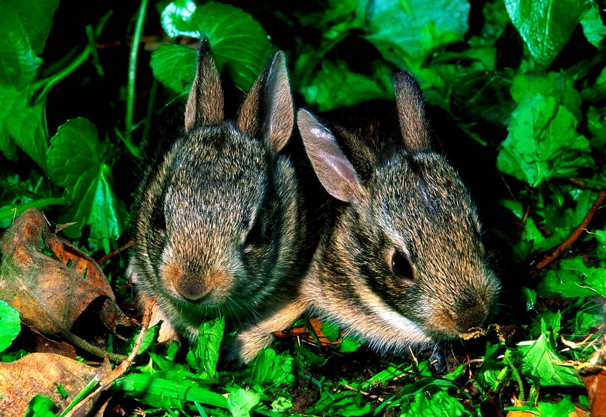 Kleine dieren, tamme konijn, konijn, dieren, Wildlife - achtergrond
