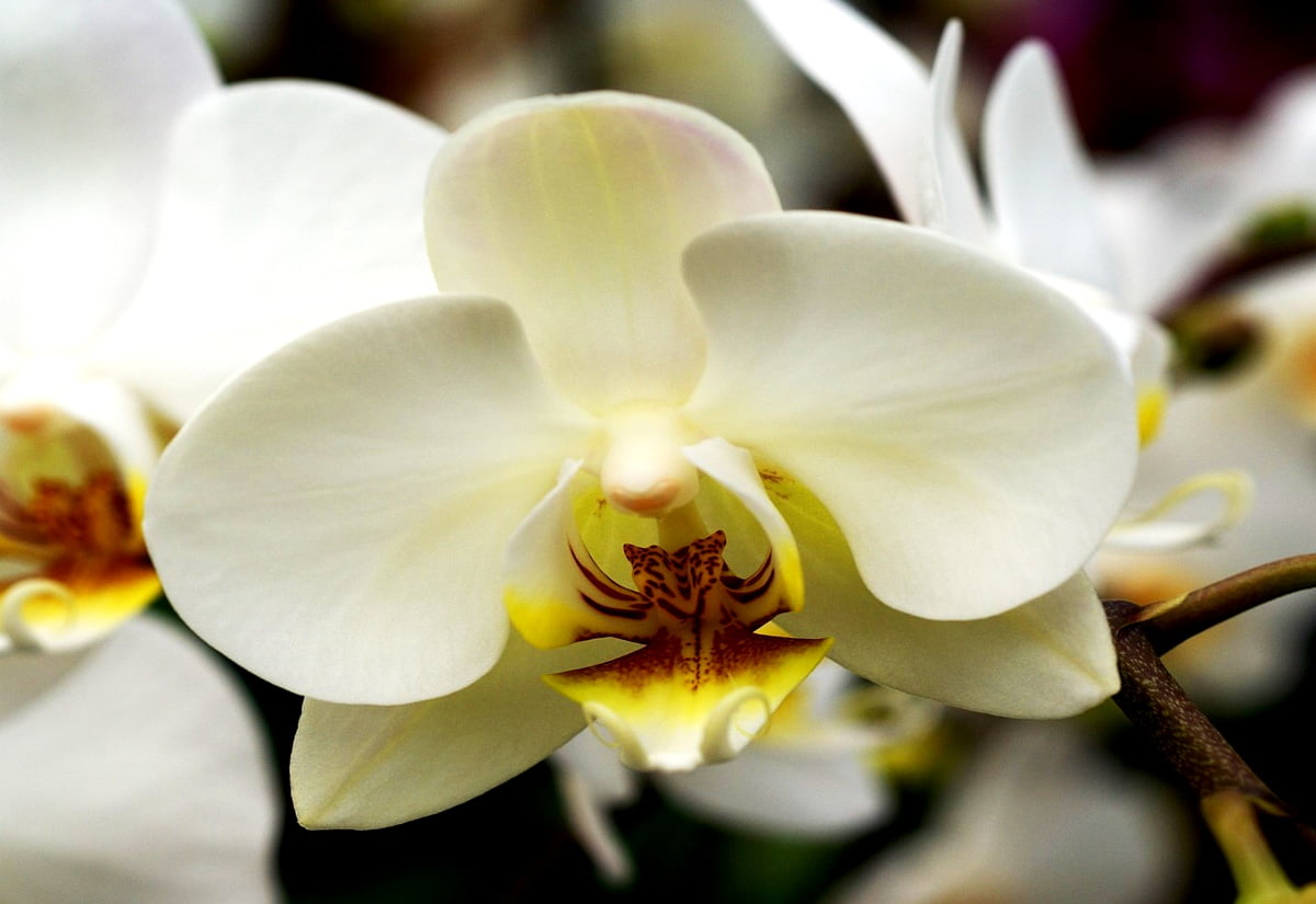 Bloemen, orchidee, witte, mot orchidee, bloemblad / achtergrond 1600x1100