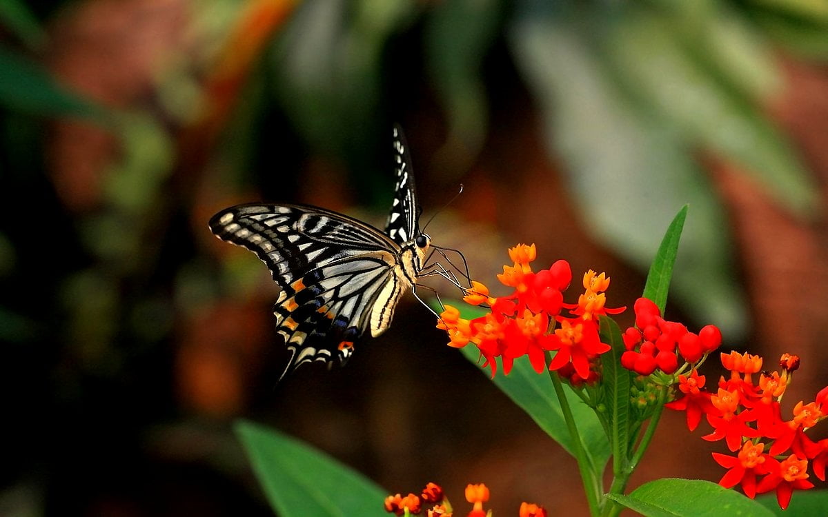 Vlinder, zwarte zwaluwstaart, insecten, tropische Kroontjeskruid, monarch vlinder — afbeelding voor achtergrond